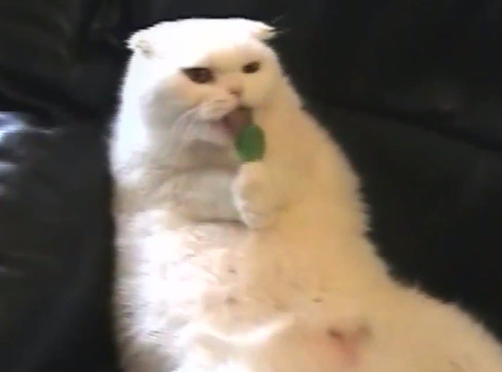 Cat Licking Lollipop Cat Licking Lollipop